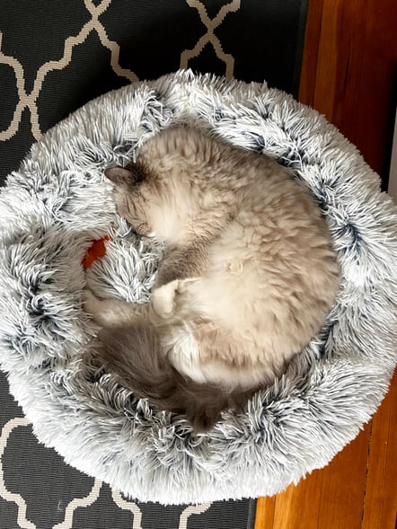 A curled up cat
